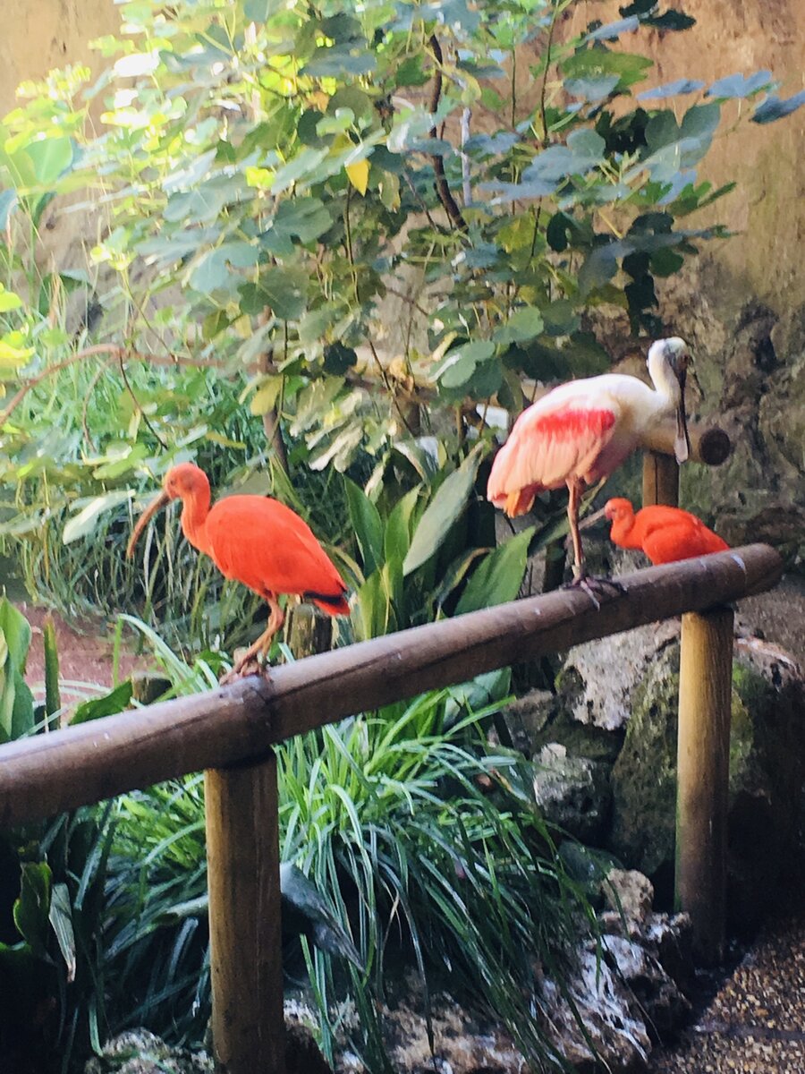 Этих розовых  птиц - просто бесчисленное множество, фото автора.