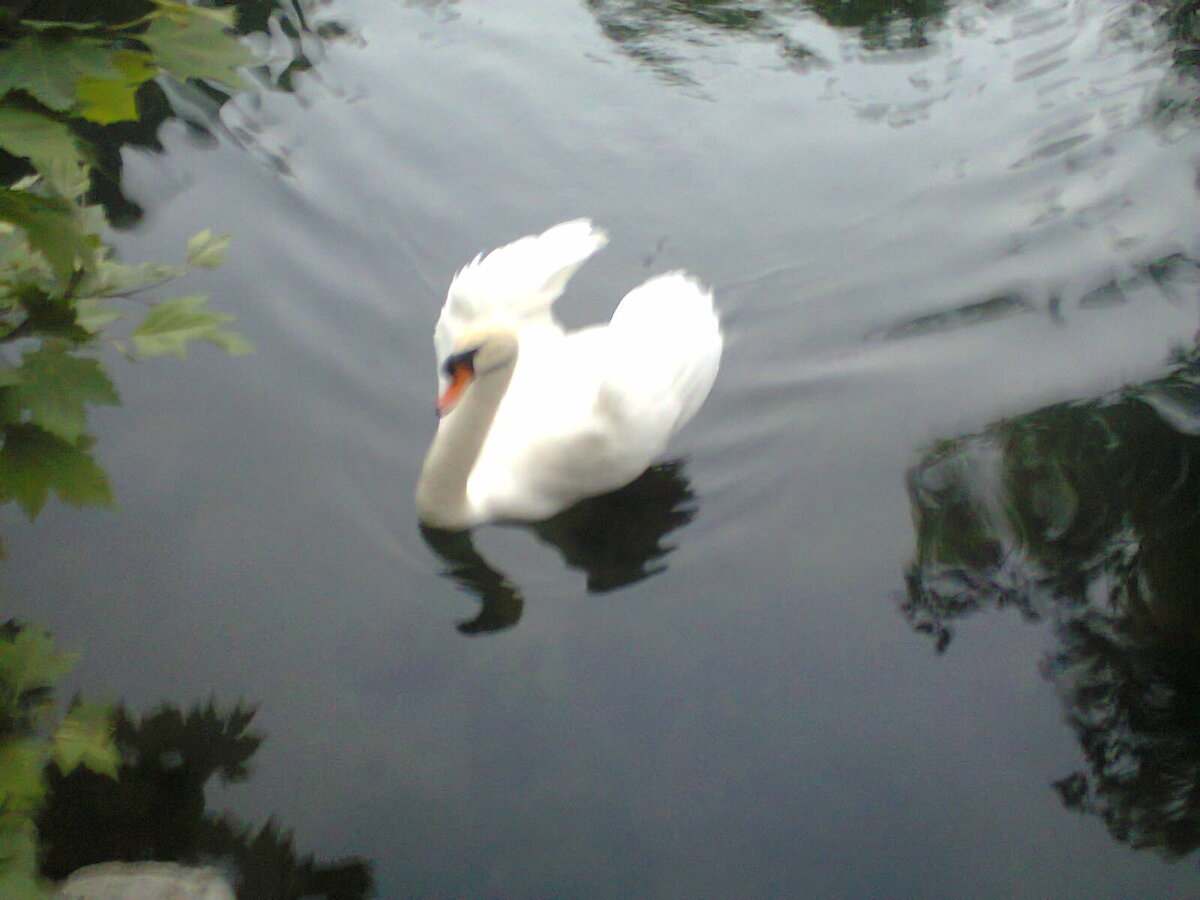 Фото автора. Лебедь. Пруд Воронцовского парка. Алупка.Крым.26 мая 2019