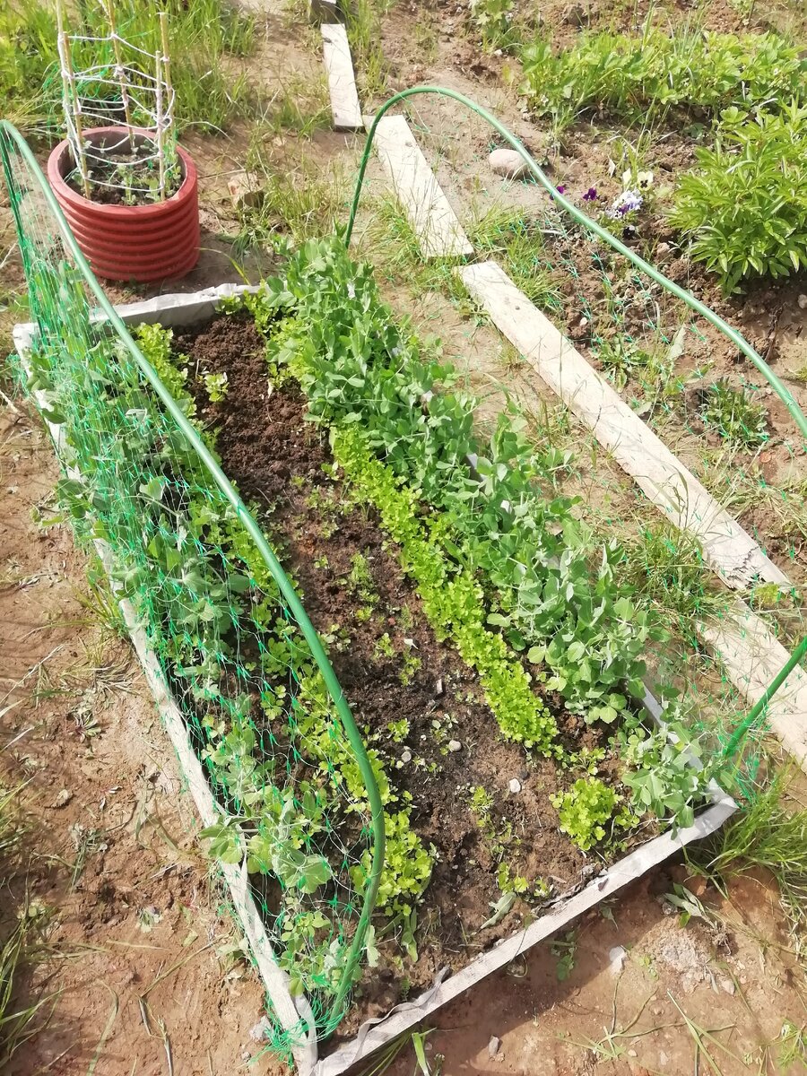                      Горохово-кинзовая грядка. Фото автора.