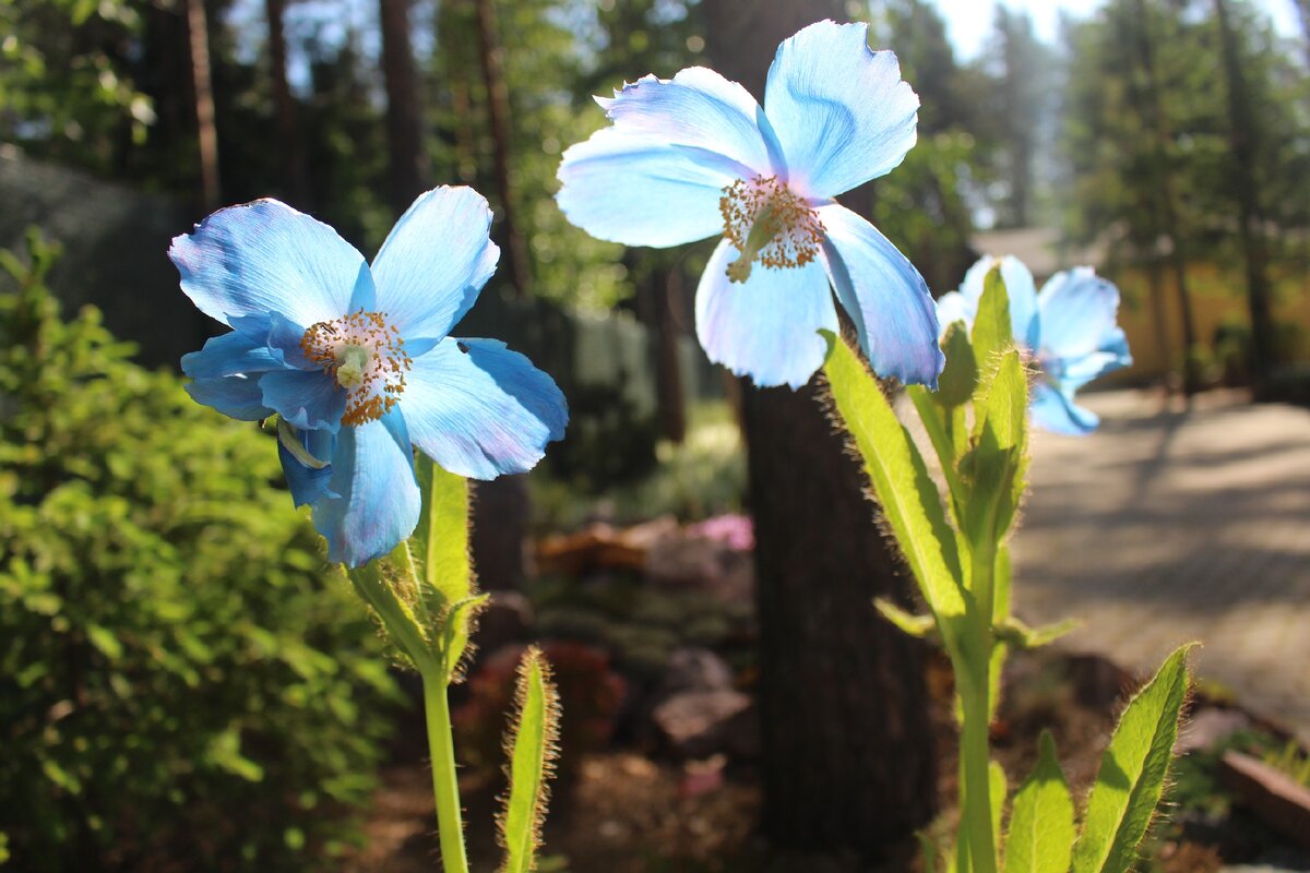 Меконопсис betonicifolia