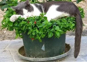 Фото с интернета