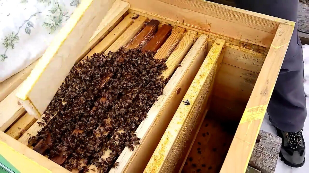 сборка  гнезда  в  зиму..