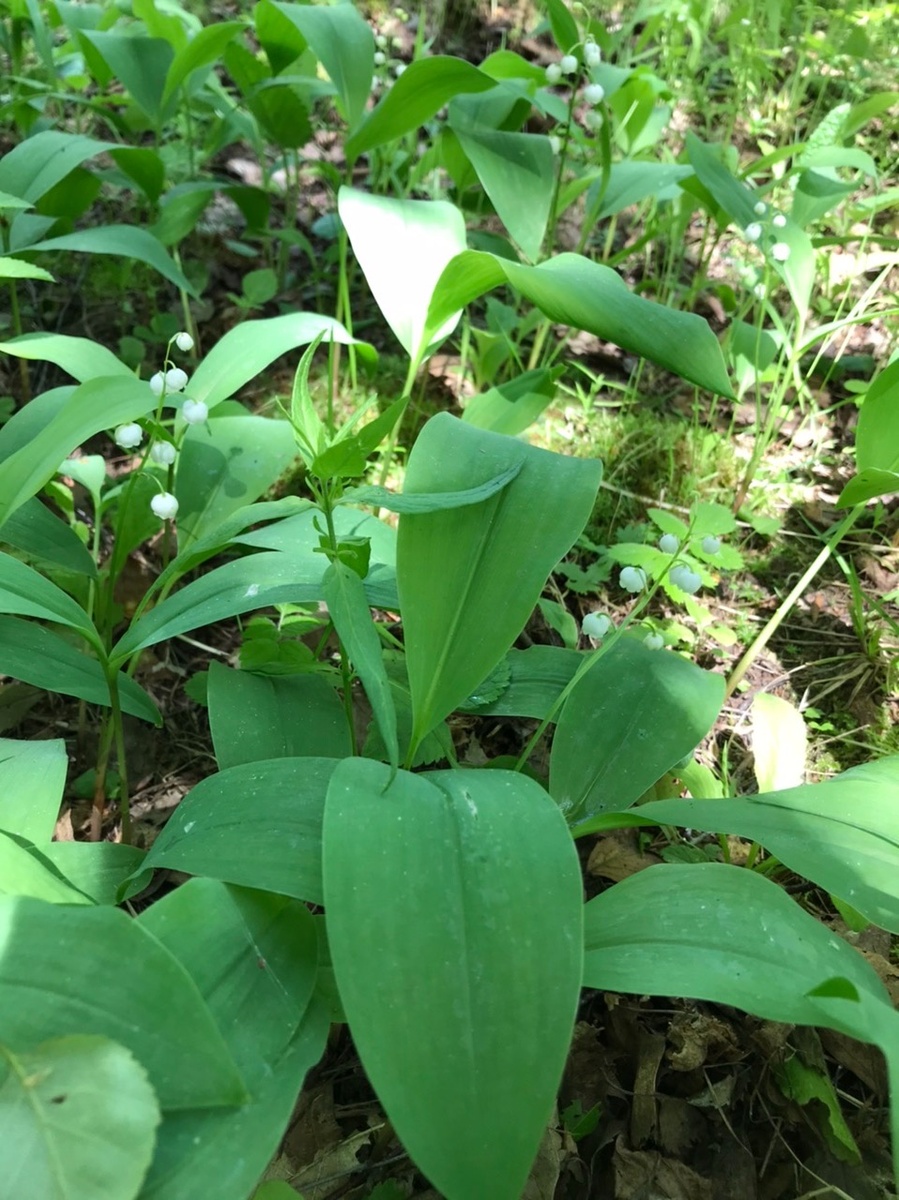Поляна ландышей, фото автора