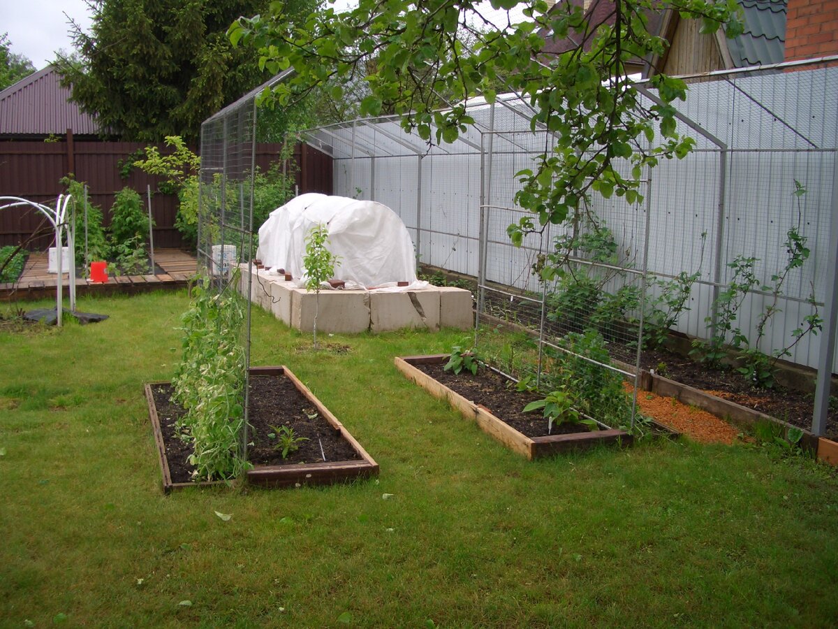 Хороший вариант организации шпалеры.