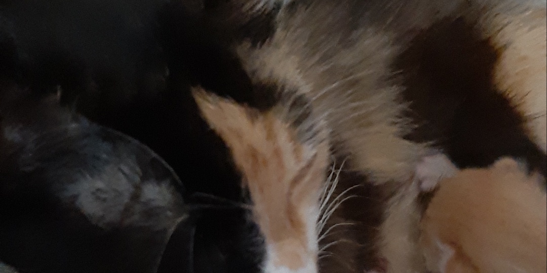 Трех цветная кошка на счастье😇