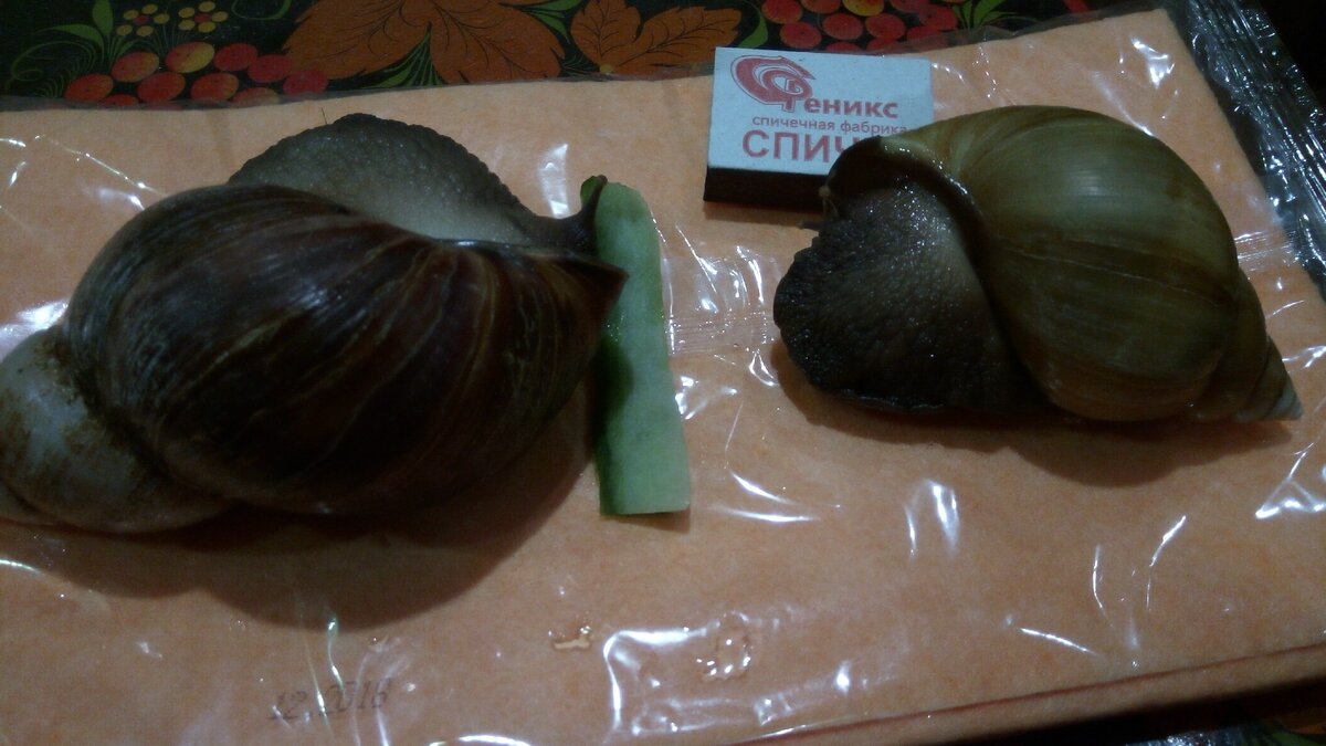 выросли такие большие