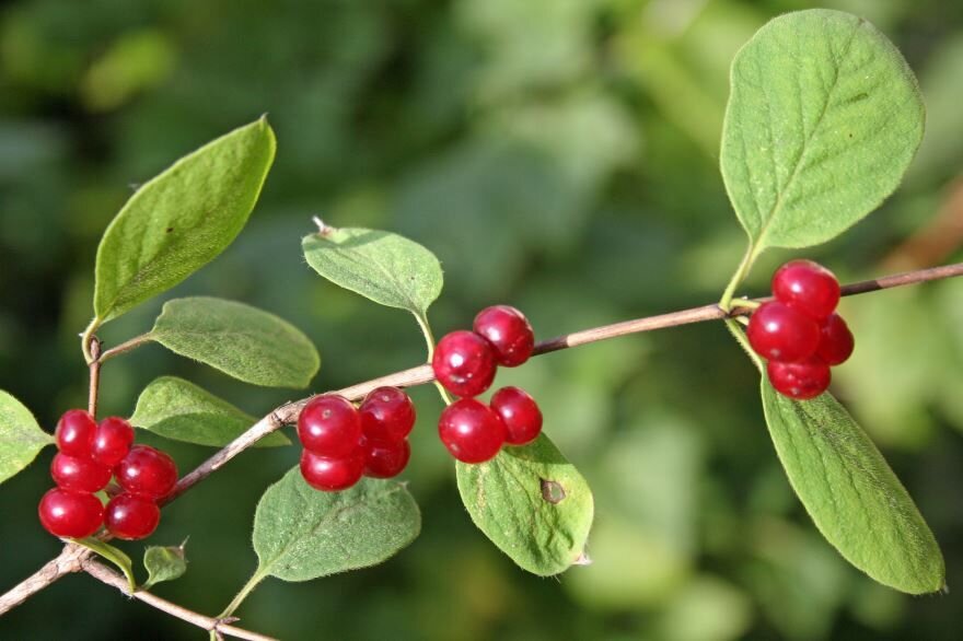 Фото из Интернета