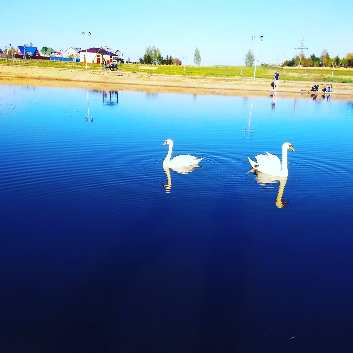 Лебеди - символ чистой любви