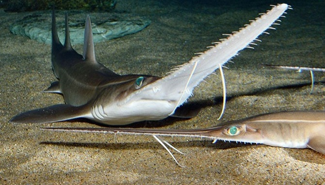 Японский пилонос