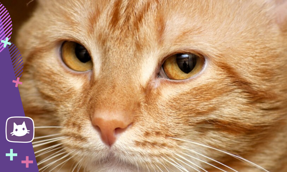 😿Хламидиоз у кошек: очень часто встречающаяся инфекция | Нос, хвост, лапы  | Дзен