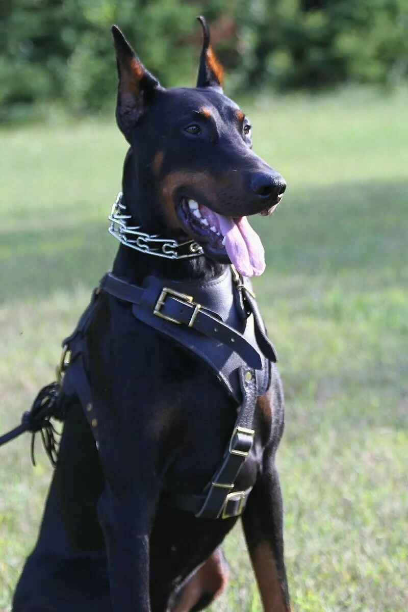 Боевая собака. Доберман. Police k9 Доберман. Бойцовый Доберман. Доберман собака.