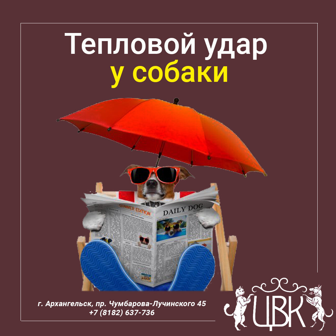 Тепловой удар у собаки