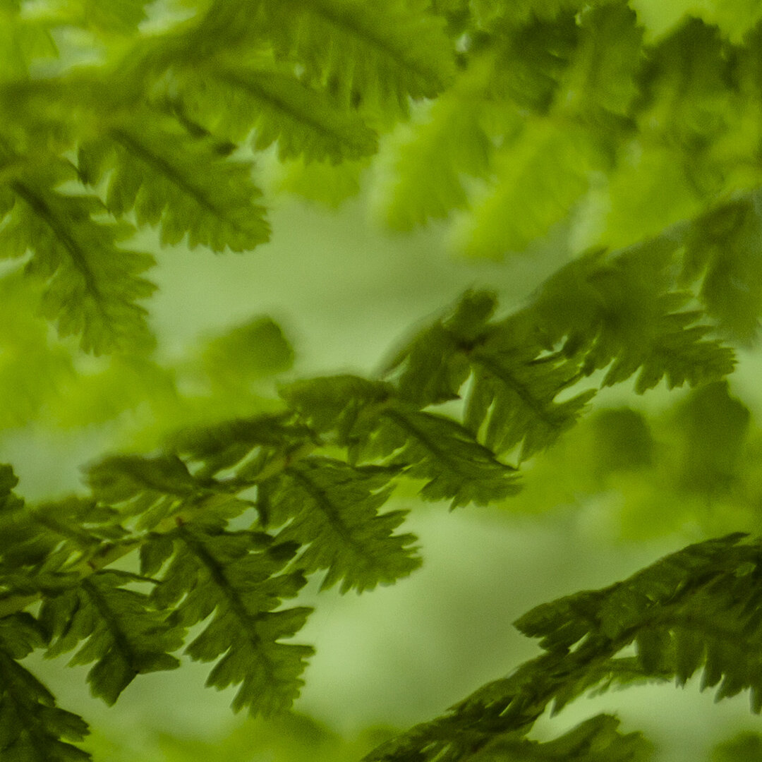 Папоротник.