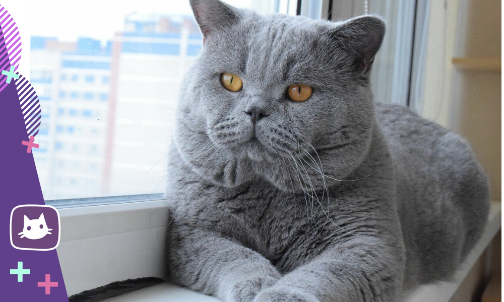 😿Профилактика МКБ у кошек: предупредить проще, чем лечить | Нос, хвост ...