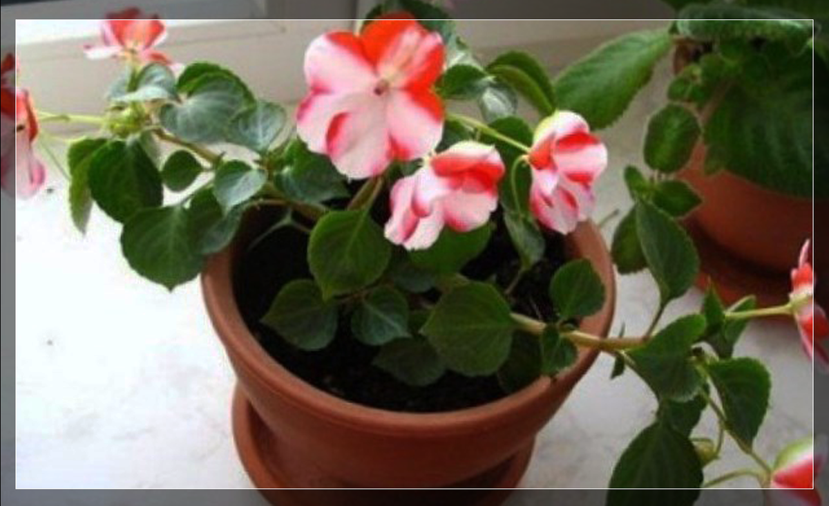 Бальзамин, он же Ванька мокрый - красавчик