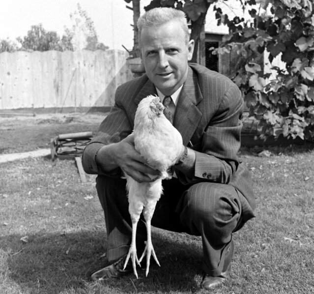 Американский фермер Ллойд Олсен из штата Колорадо и его петух Майк