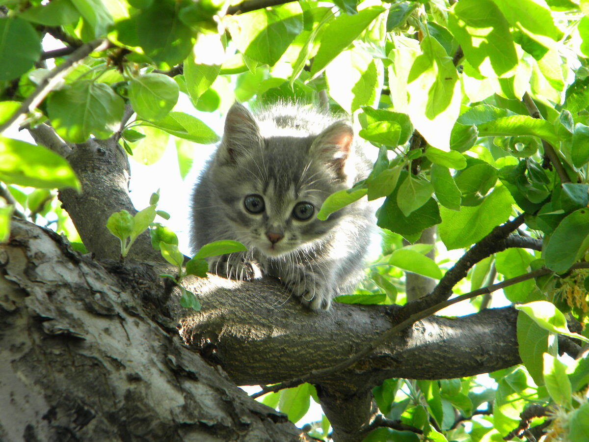 Кот на дереве. Котенок на дереве. Кошка на ветке. Котенок на ветке.