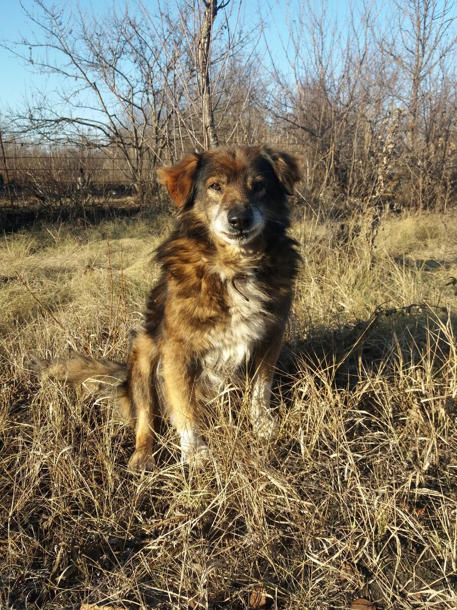 Бродяга. Сейчас он живет у нас на даче