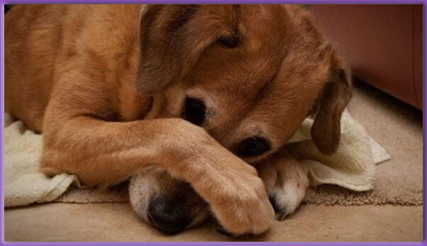 Один из главных симптомов смены зубов — постоянное почесывание морды лапами. 