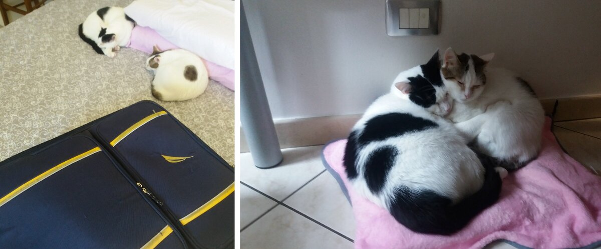 Вот мои котятки забрались на кровать как только почувствовали, что мы уезжаем (Джо прибьет меня за это фото, если увидит). А справа на фото первые намеки на то, что им нравится другое место для сна, а не диван