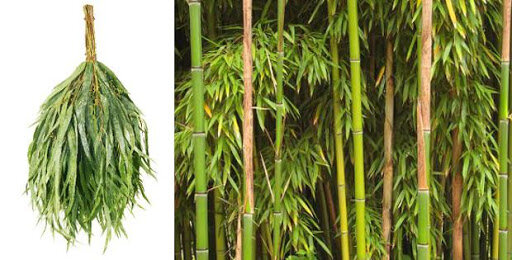 бамбук.