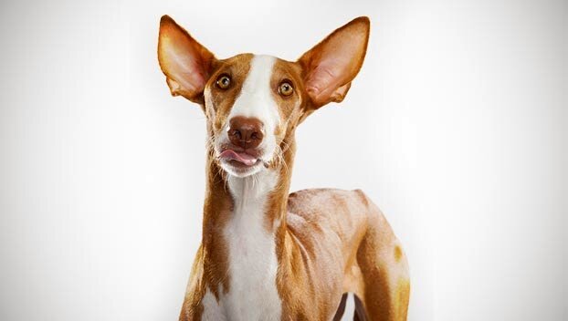 Фото: открытый источник на images.google.com