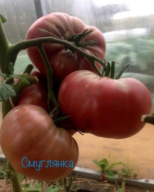 помидоры с зелеными семечками.