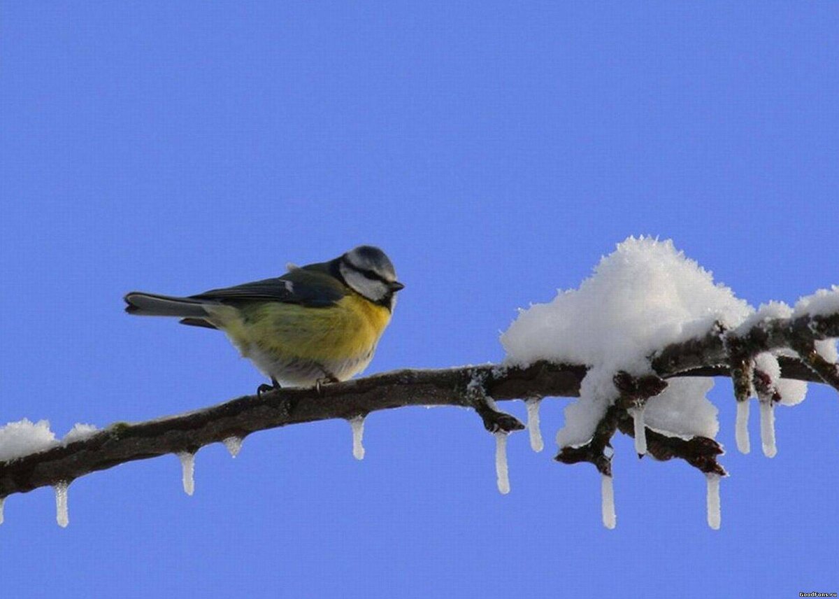 Солнечная капель