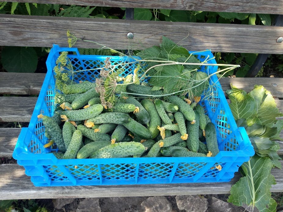 Огурцы партенокарпические гибриды. ЛПХ Хозяйство Салминых.