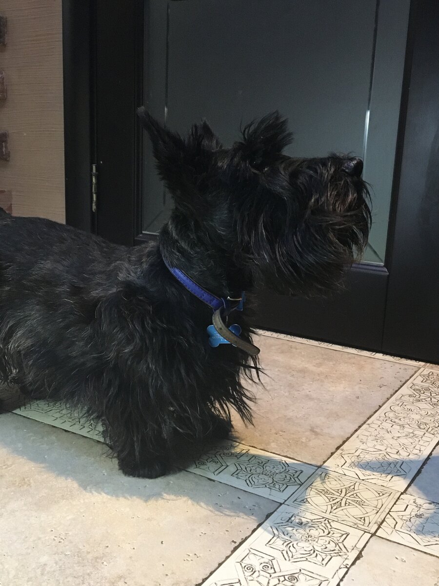 вот моя красавица)