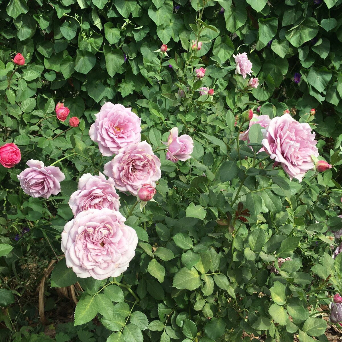 Роза Новалис Кордес