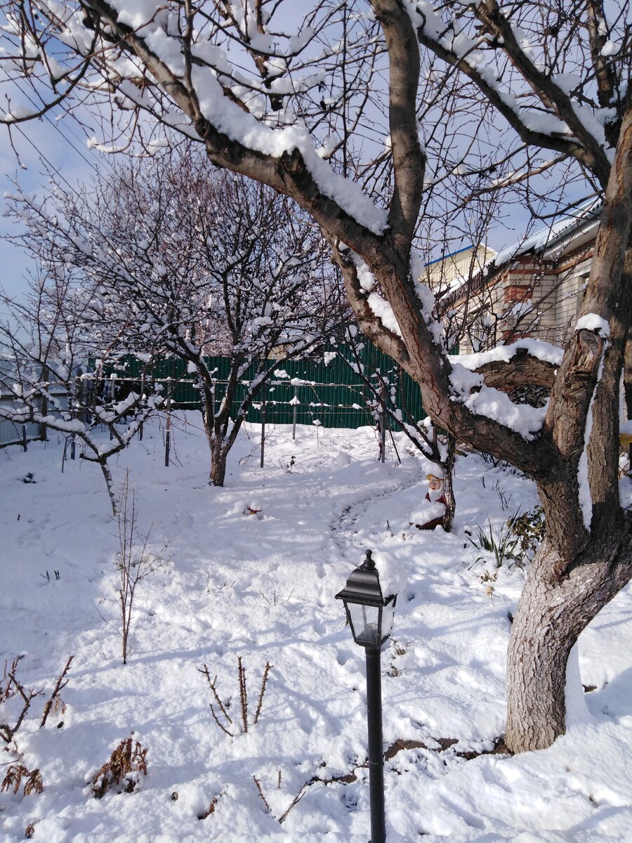 Мой зимний сад... Фото автора