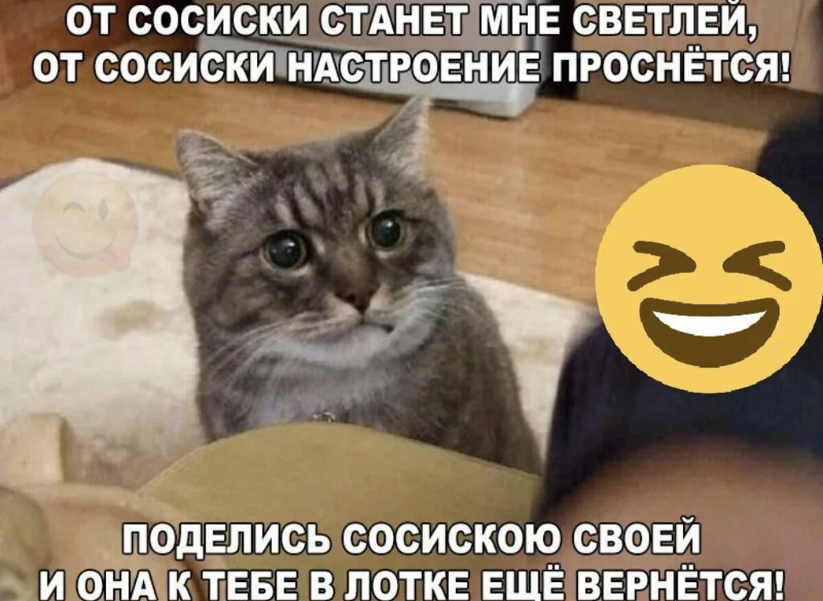 Коты мемы с надписями