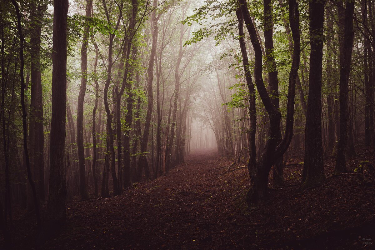 Фото с сайта https://pixabay.com/