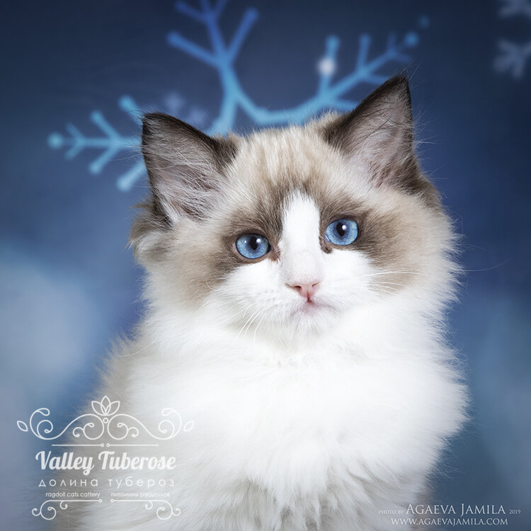 Котенок рэгдолл окраса сил биколор Lika Valley Tuberose