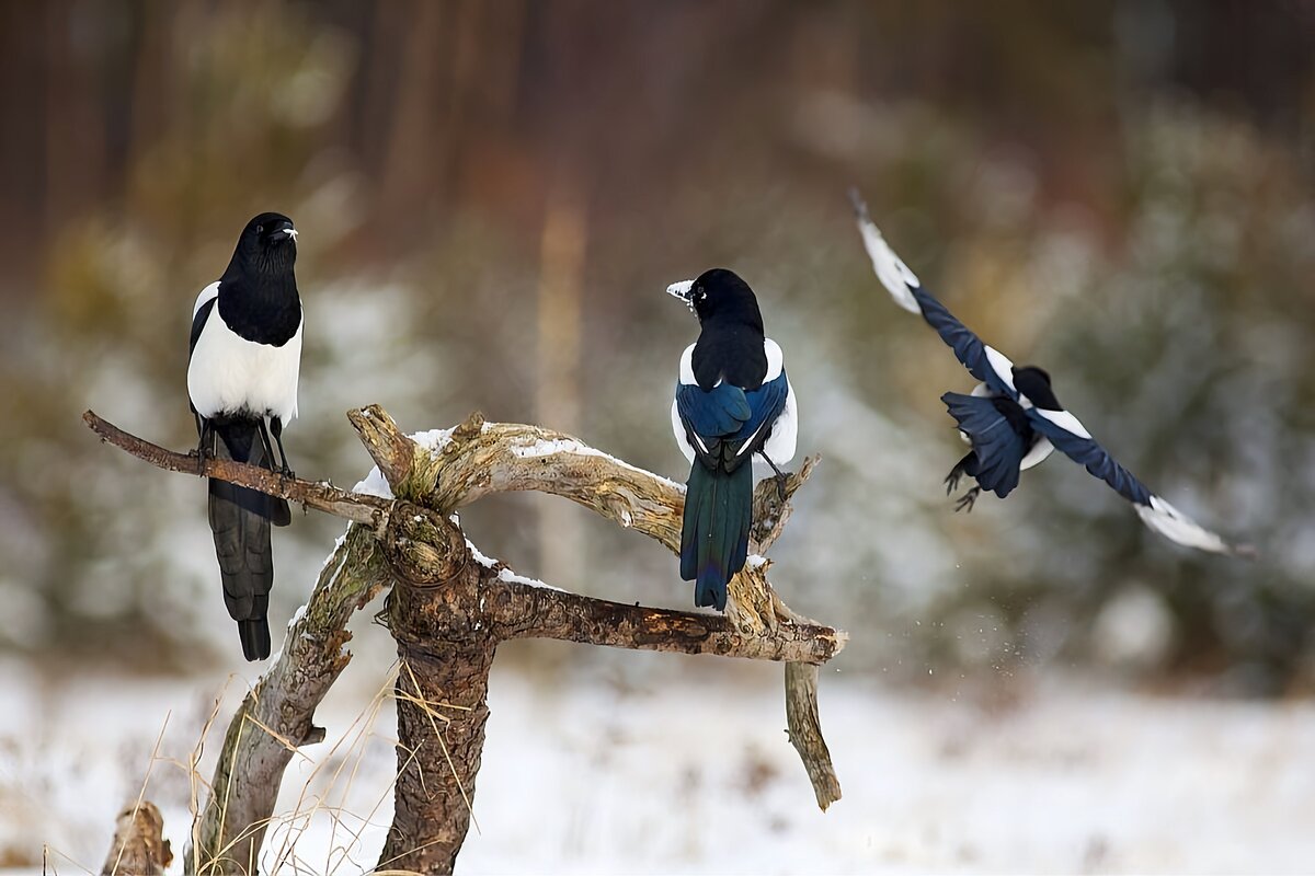 Пусть потом лечится у лора, главное, что белобоки живы и здоровы.