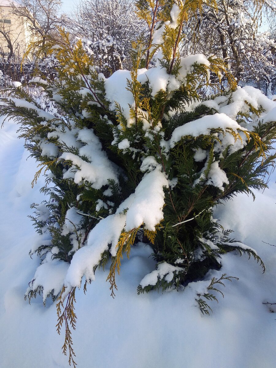 Фотография кипарисовикаЛавсона сделана 10.01.2021