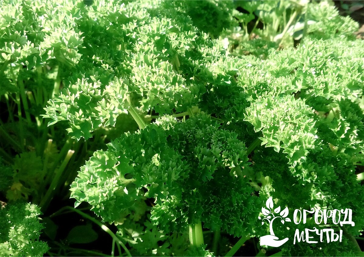 Растения враги. Овощные культурные растения ,друзья и враги. Ядовитые комнатные растения. Растения враги. Защитись от врагов.