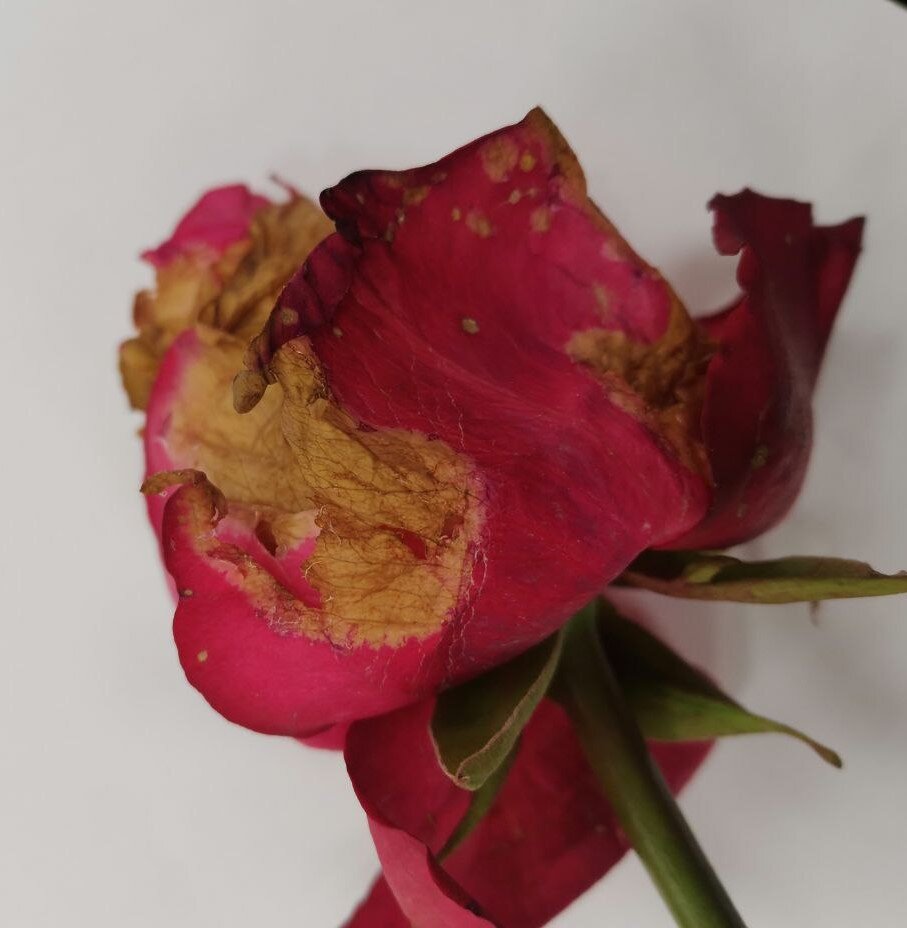 Тут всё очевидно - лепестки розы загнили. Испорчены не только верхние лепестки, но и весь бутон.