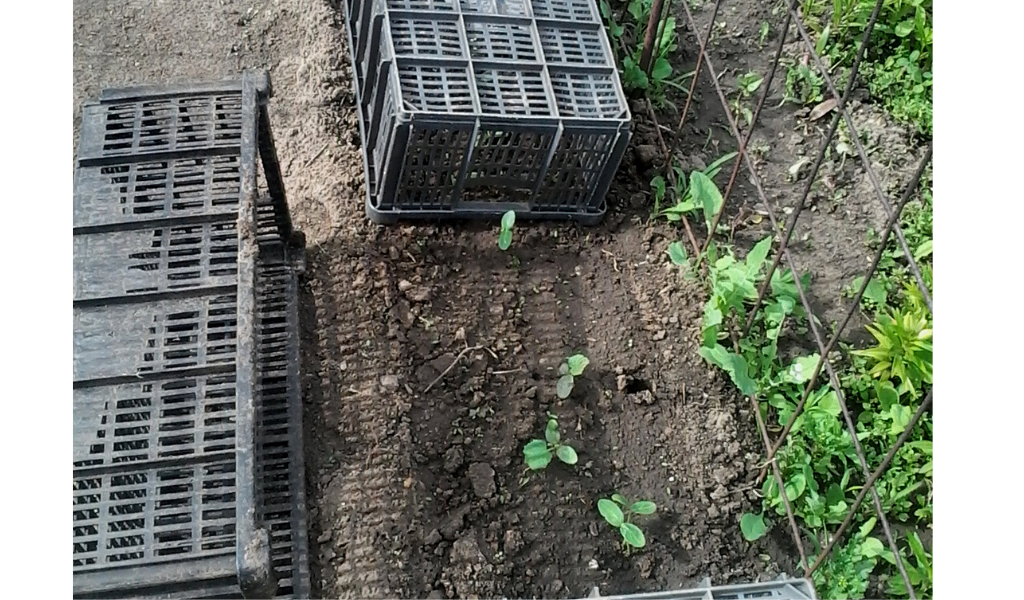 ПЕРВЫЕ ВСХОДЫ ОГУРЦОВ