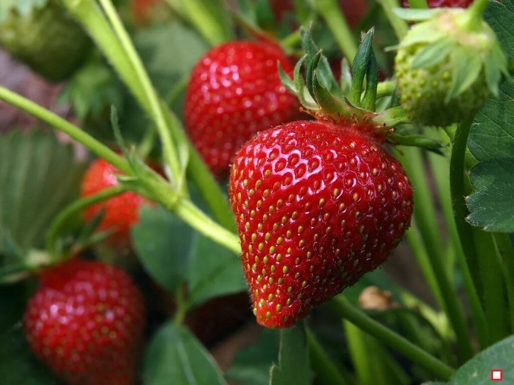 Мои 80-е: В чужом саду всегда вкусней или Тропою Мишки Квакина. |  Воспоминания бывшего пионера. | Дзен