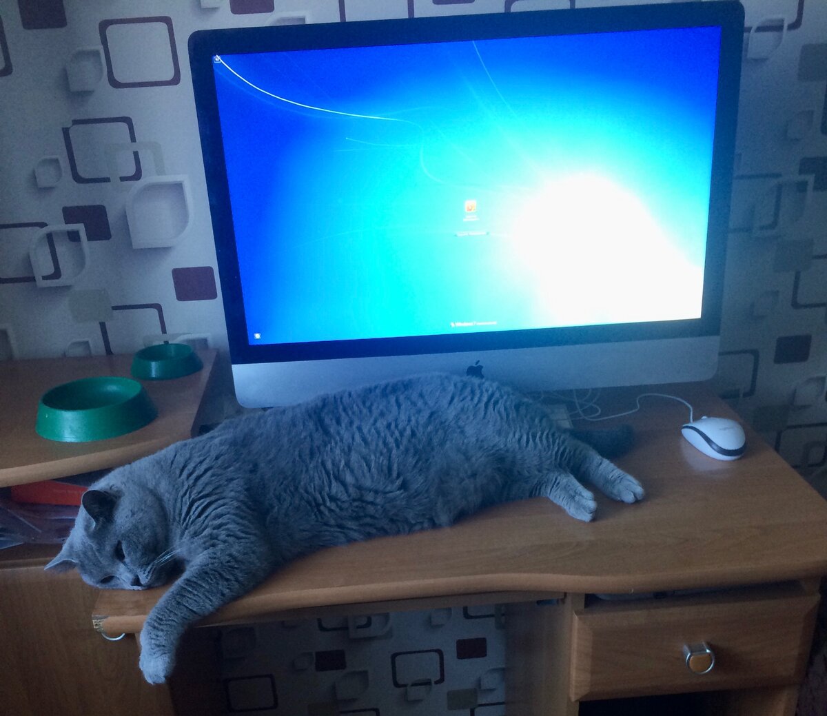 Арендую у кота часть стола:)