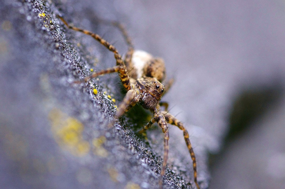 Любопытный паучок.