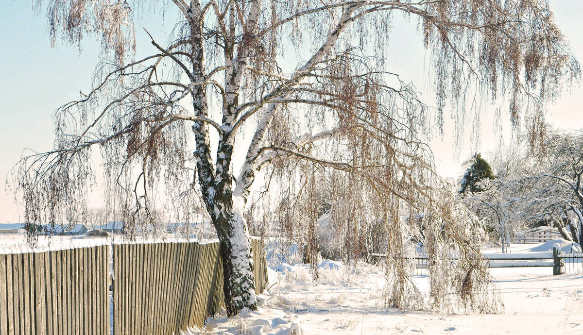 Выпал снег. И жизнь, казалось, тоже начнется с чистого листа