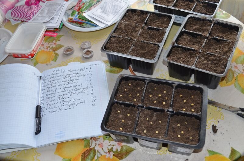 Вот так провожу посев перца в кассеты.