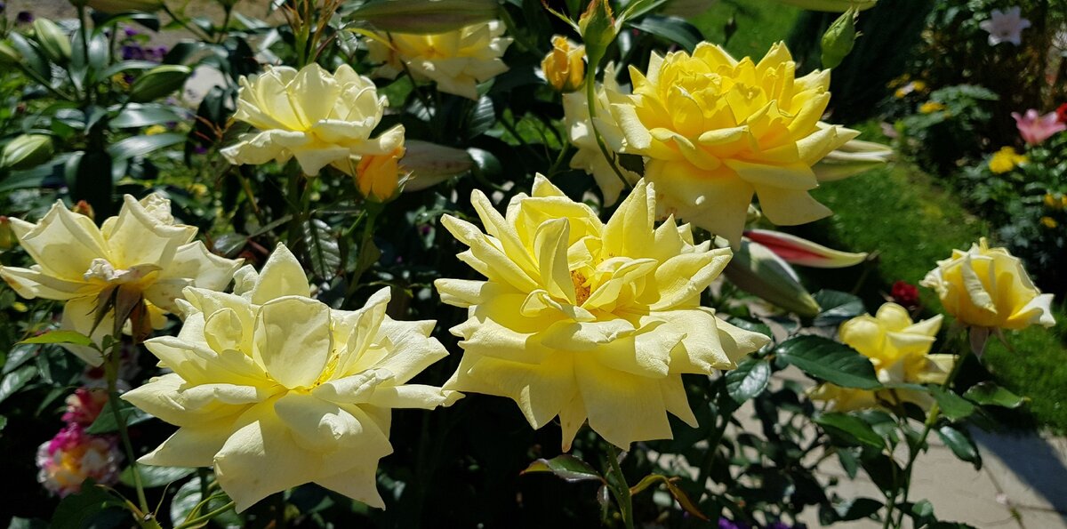 Роза Ландора. Чайно-гибридная