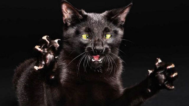 Кошка перебежала дорогу