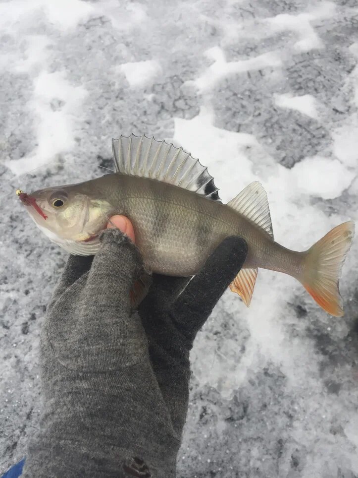 Окунь всегда любит мотыля!