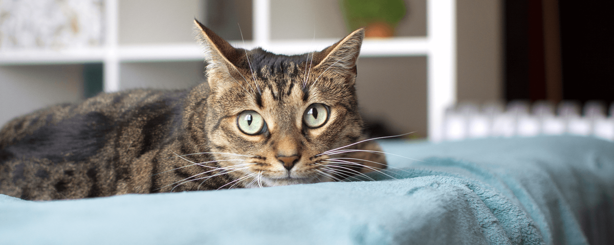 Кошка смотрит вдаль