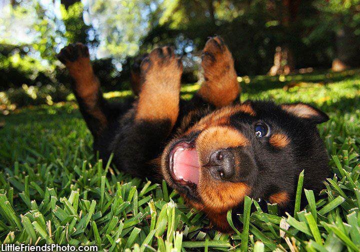 Щенок на газоне